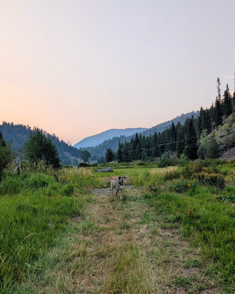 A large brindle dog named Cedar stands in a field of cut hay, with what looks to be the beginnings of a sunset over the hills behind him but is actually the orange/pinkish haze of wildfire smoke on the horizon.